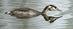 Great Crested Grebe