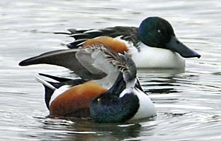 Male Shovelers