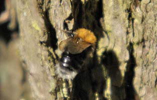 Tree Bumblebee