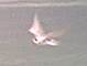 Black Tern 18th Aug 2001
