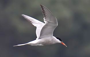 Common Tern
