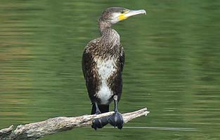 Young Cormorant