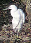 Little Egret 21st December 2003
