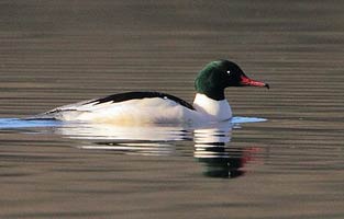 Goosander Alick Simmons 9th Jan 2011