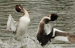 Grebes Fighting