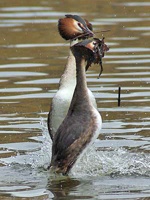 Grebe penguin dance