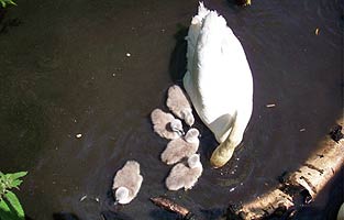 Mute Swan with Cygnets