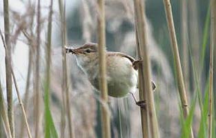 Reed Warbler