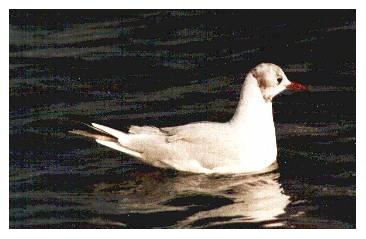winter black-headed gull, kev ilsley 89