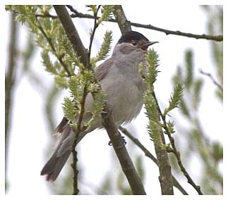 Blackcap - Rosemary Ottery  25th Apr 2006