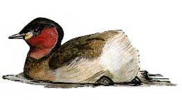 breeding plumaged little grebe, baz stevens