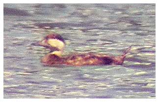 Common Scoter - Kevin Harris 29th July 2007