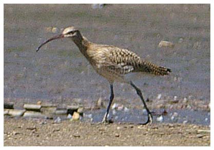 Curlew - Kevin Harris 8th Aug 2007