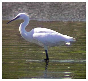 Little Egret  - Kevin Harris