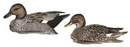 gadwall pair, baz stevens