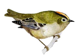 Goldcrest, Baz Stevens 00