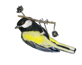 great tit, baz stevens '92 