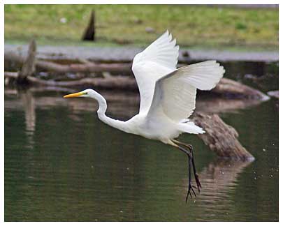 Firecrest, Baz Stevens 00