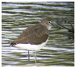 Green Sandpiper by Bob Hastie 25th Aug 2004