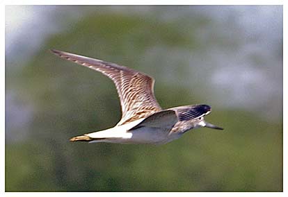 Greenshank - Kevin Harris 9th Aug 2007