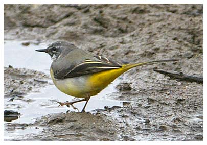 Grey Wagtai - Kevin Harris 26th Feb 2008