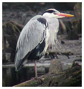 Grey Heron - Kevin Harris