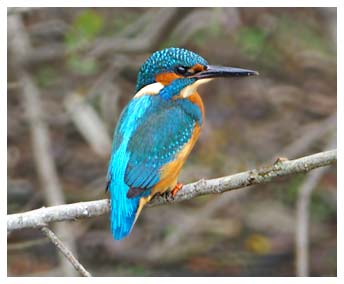 Kingfisher - Kevin Harris 1st Nov 2007