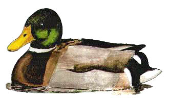 male mallard, baz stevens 93