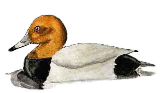 male pochard, baz stevens 93