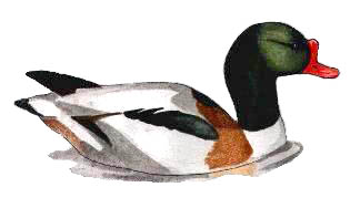 male shelduck, baz stevens