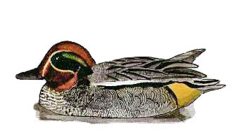 male teal, baz stevens 93