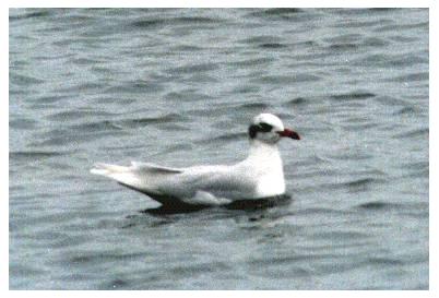 adult winter mediterranean gull, kev ilsley 87
