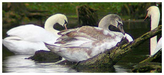 Mute Swans - Kevin Harris 5th Nov 2002