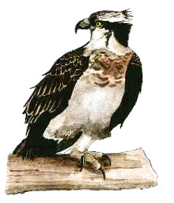 1st winter osprey, baz stevens