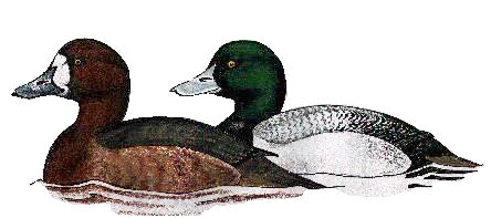 scaup pair, kev ilsley 00