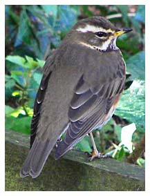Redwing - Tony Keene 15th Mar 2007