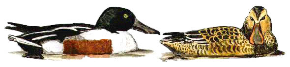 shoveler pair, baz stevens 93