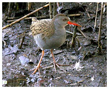 Water Rail Jan 18th 2004
