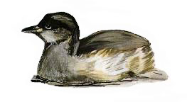 little grebe in winter plumage, baz stevens