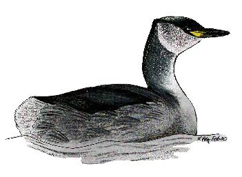 winter red necked grebe, kev ilsley 00