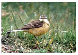 yellow wagtail, kev ilsley 87